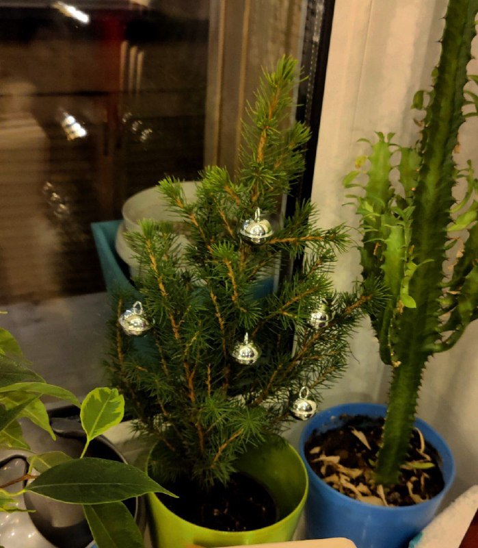 Новый год через 5 секунд, а через час стрим!Киньте свои нормальные ёлочки, хоть посмотрю..ЗАПИСЬ НОВОГОДНЕГО СТРИМА в открытом доступе на бусти (на ютуюе забанили за ап)