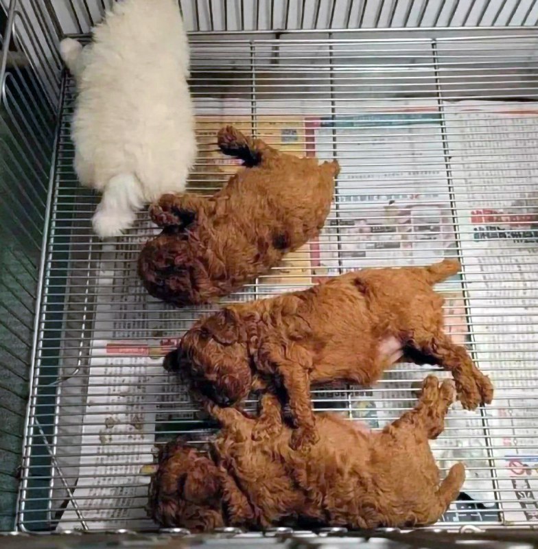 Тест на человека